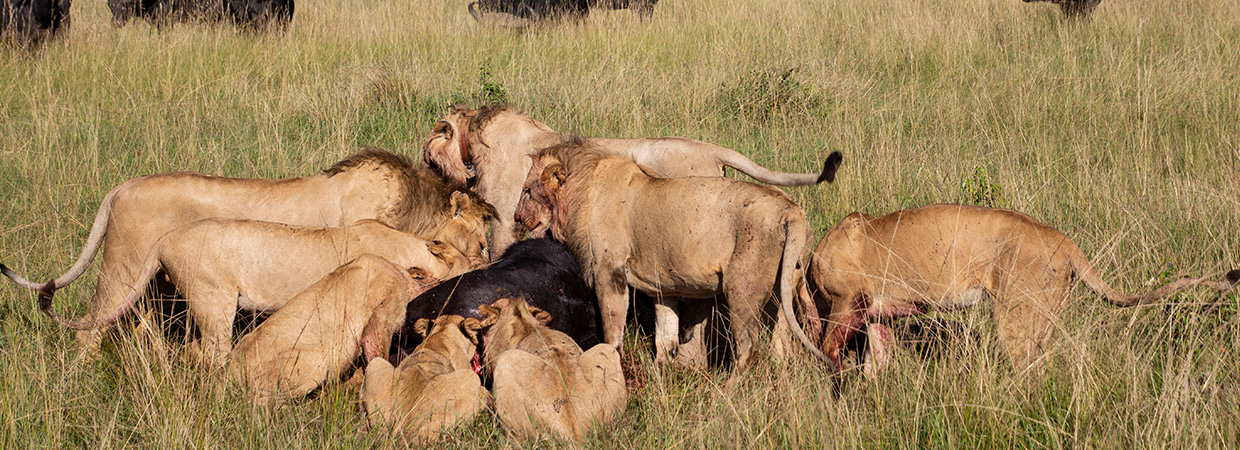 African-Adventure-Specialists-Lions-Eating-a-Bufallo-Maasai-Mara