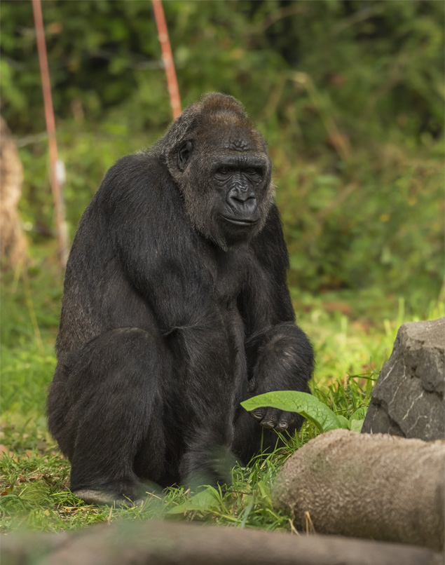 African-Adventure-Specialists-Rwanda-Destination