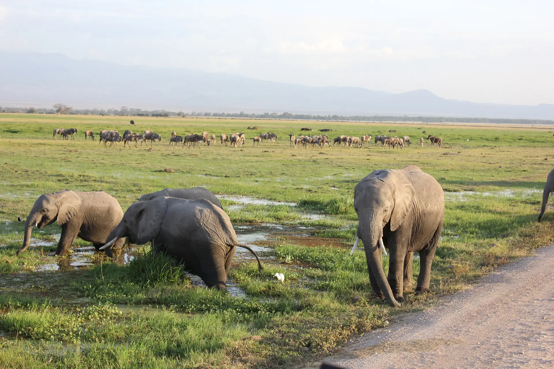 Elephants-in-Amboseli-water-pudle-African-Adventure-Specialists
