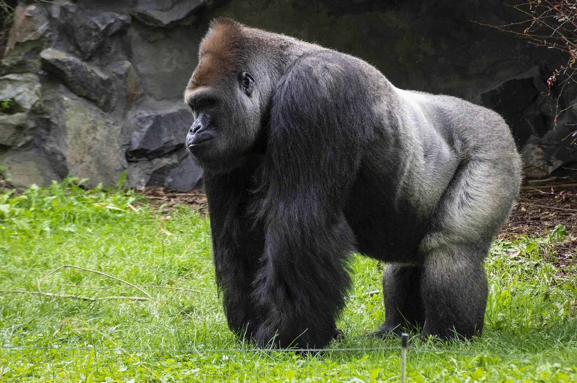 Gorillas-in-Kidepo-African-Adventure-Specialists