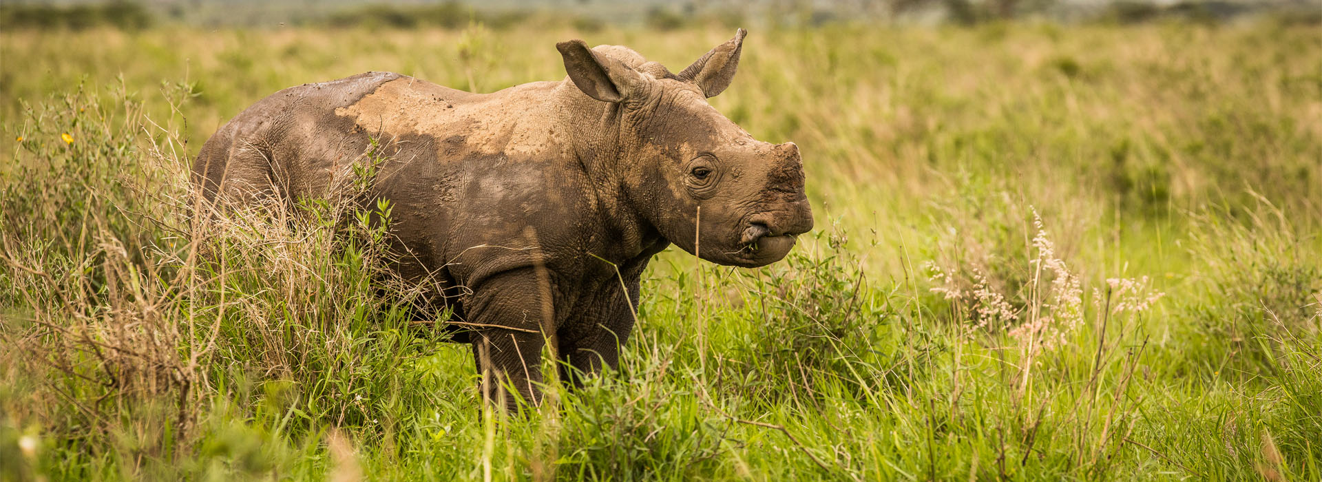 Lewa-Maasai-Mara-Premium-Safari-African-Adventures