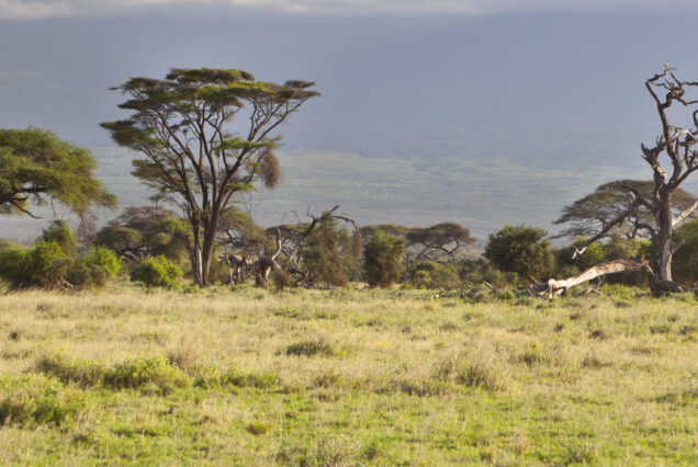 AAS 038 Kilimanjaro Marangu Trail Expedition