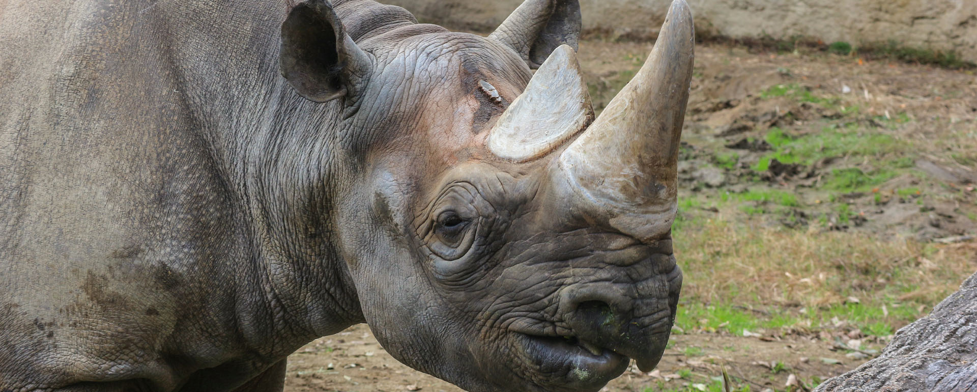 Rhineo-Watch-African-Adventure-Specialists