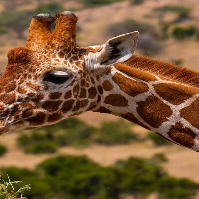 RUAHA NATIONAL PARK