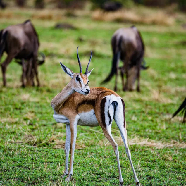 TARANGIRE NATIONAL PARK