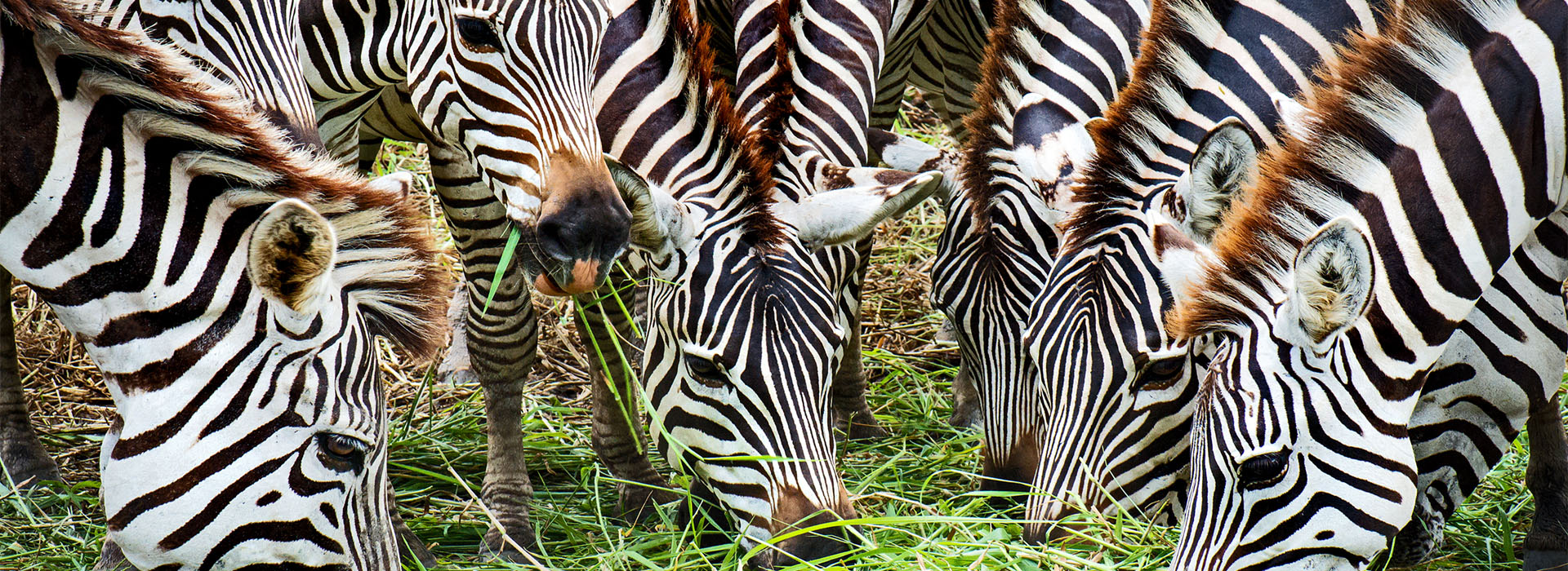 Zebras-at-MNP