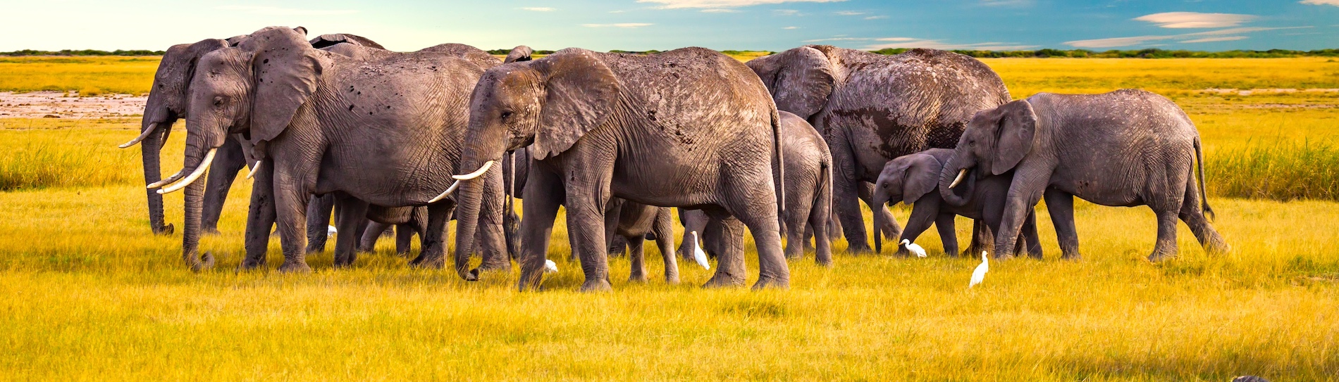 Elephant in the African savanna at sunset