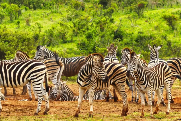 AAS 064 Tanzania Pride Safari (Classic)