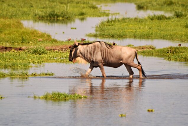 AAS 023 East Africa Ultimate Luxury Safari