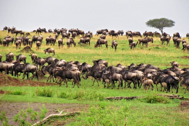 AAS 002 Kenya Dreamscape Safari
