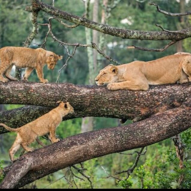LAKE MANYARA NATIONAL PARK