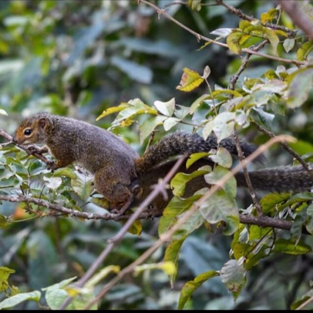 GISHWATI-MUKURA NATIONAL PARK