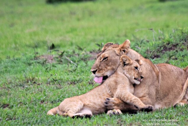 AAS 007 Masai Mara & Kilimanjaro Safari Experience