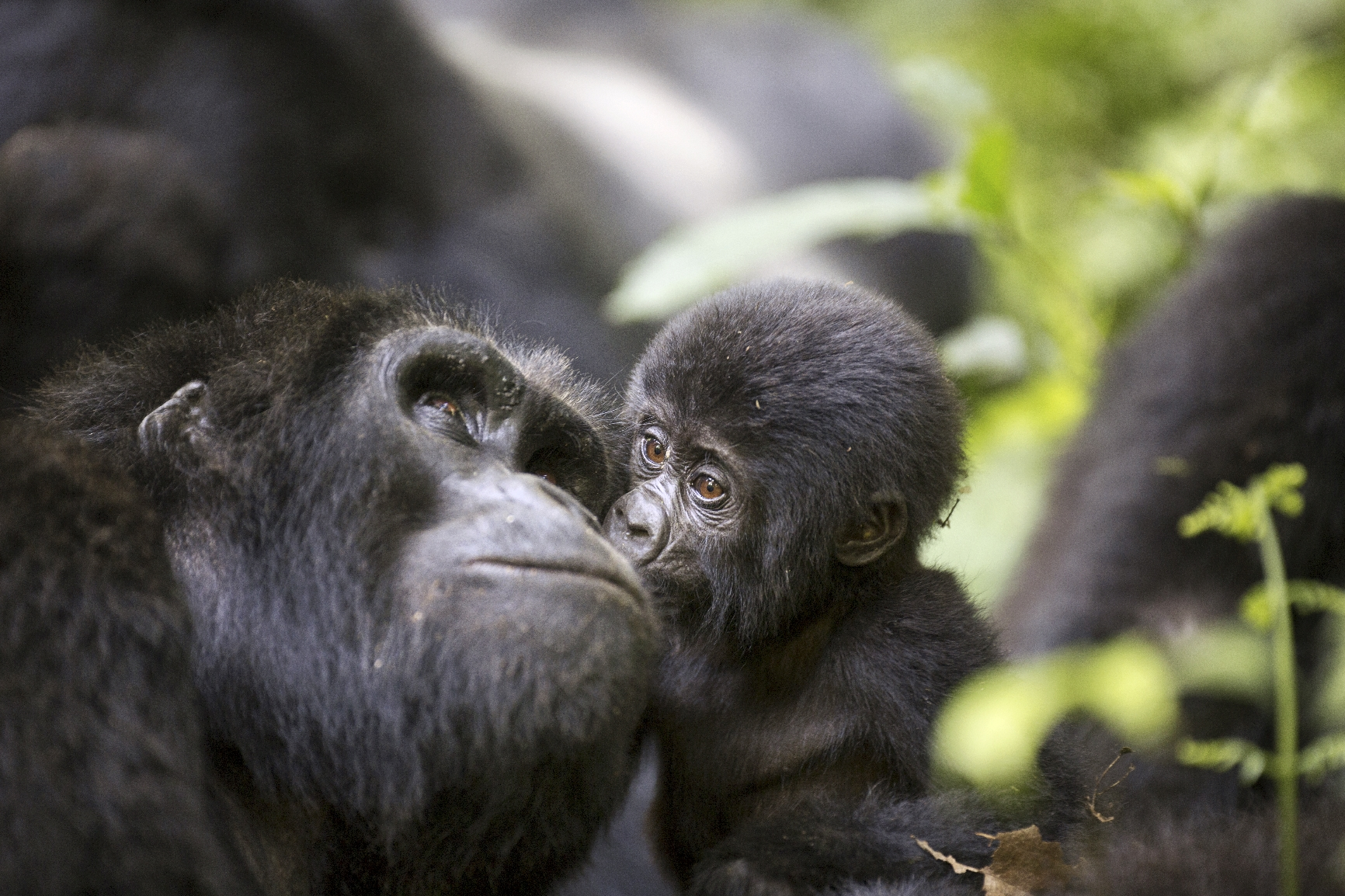 tinywow_A baby mountain wild gorilla kisses his mother_74607550