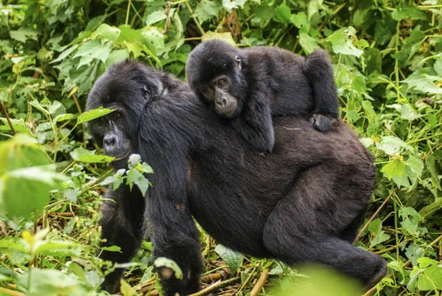 AAS 029Gorilla Encounter Safari: Uganda’s Wild Heart