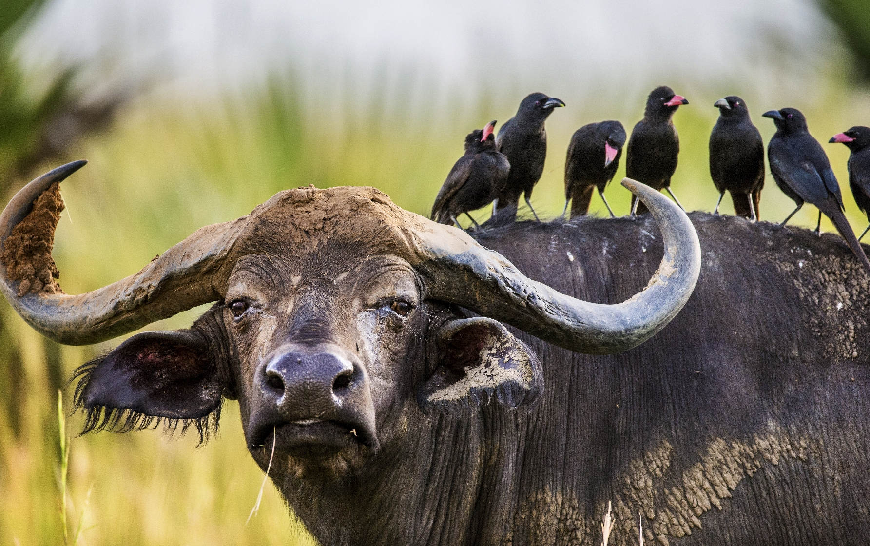 tinywow_Buffalo in the savannah with birds on its back. Africa. Uganda_74607550