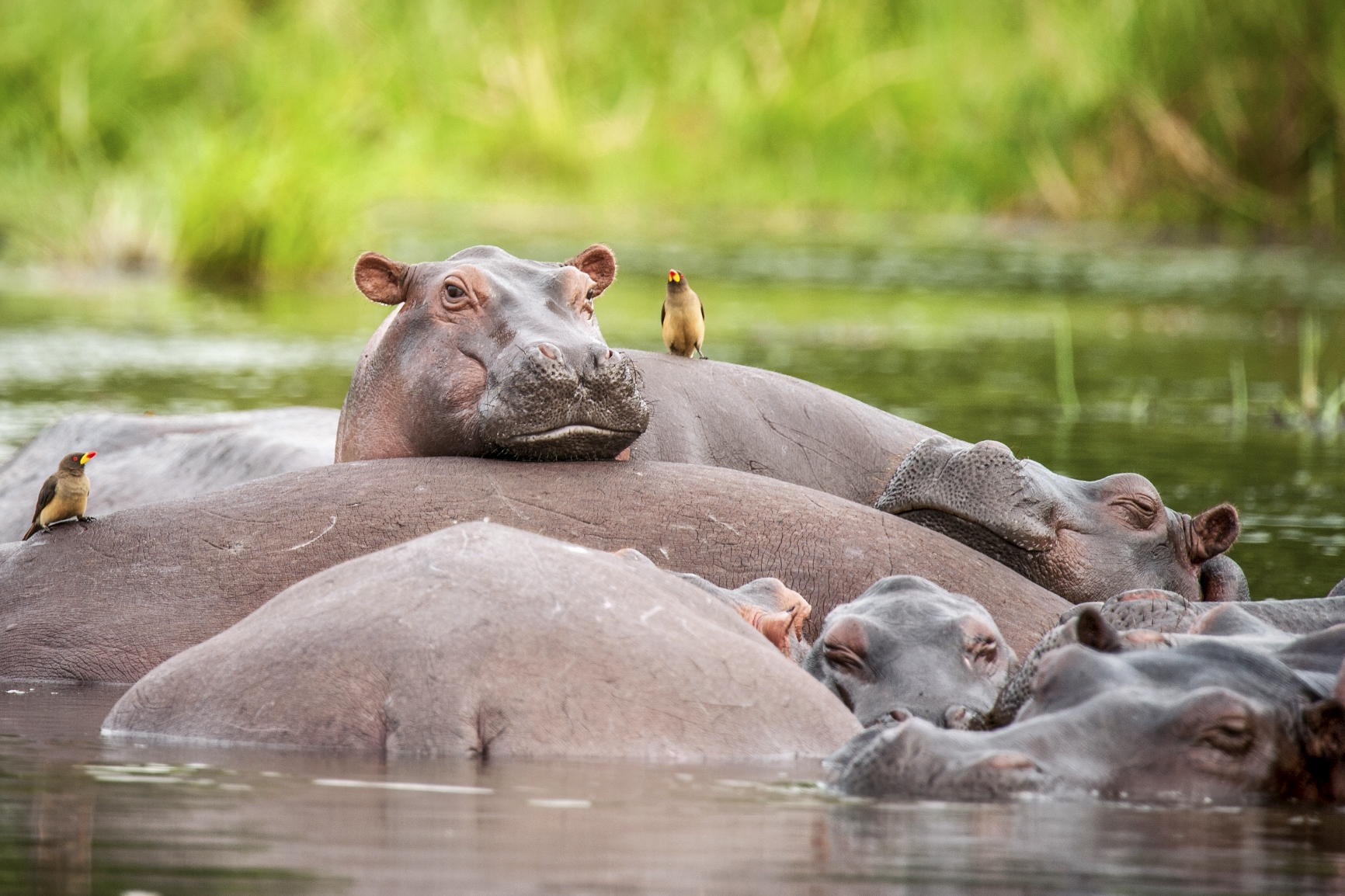 tinywow_Hippo pod relaxing in the Nile River, Murchison Falls National Park, Uganda_74607689