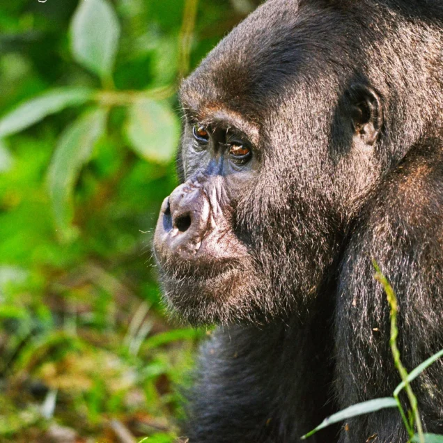 Bwindi Impenetrable National Park